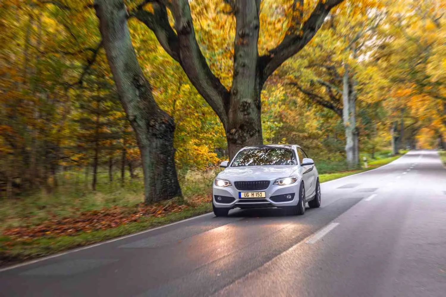 Car driving along a tree lined road